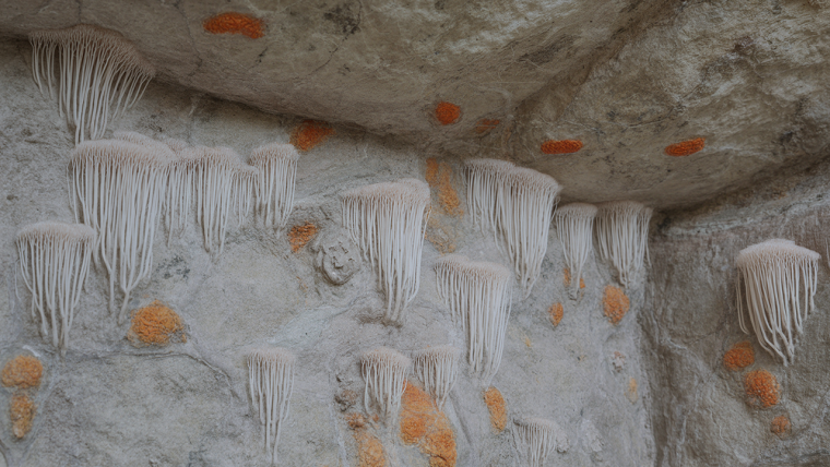 découvrez des méthodes efficaces pour éliminer la mérule sur un mur en pierre et protéger votre habitation contre ce champignon destructeur.